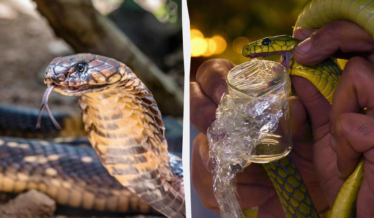 коллаж УНИАН, фото ua.depositphotos.com, Wikipedia коллаж УНИАН, фото ua.depositphotos.com, Wikipedia