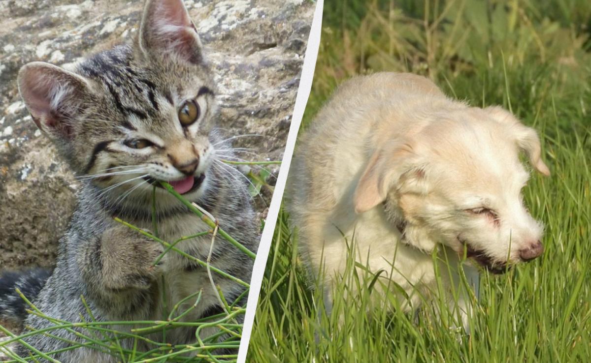 колаж УНІАН, фото Pixabay.com колаж УНІАН, фото Pixabay.com