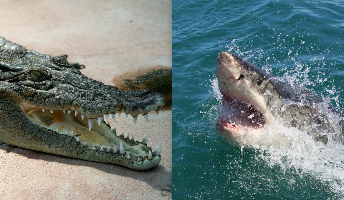 Коллаж УНИАН, фото - wikipedia.org, Unsplash Коллаж УНИАН, фото - wikipedia.org, Unsplash