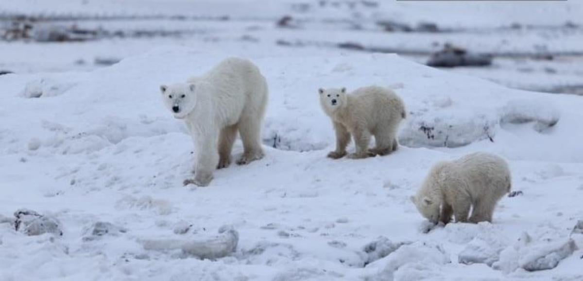 / скриншот / скриншот