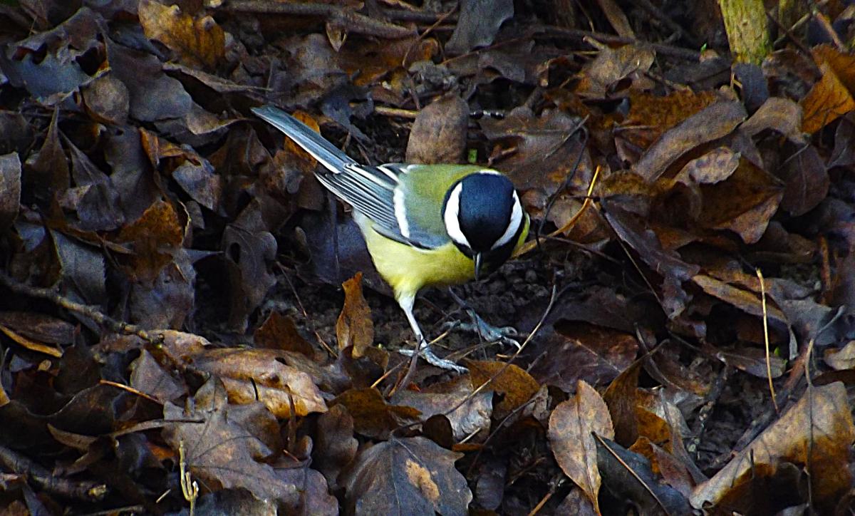 Из тех птиц, которые зимуют в Украине, наиболее приспособлены к жизни в городах различные виды синиц.