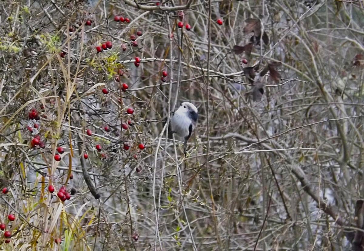 Длиннохвостая синица / фото УНИАН, Екатерина Пулатова