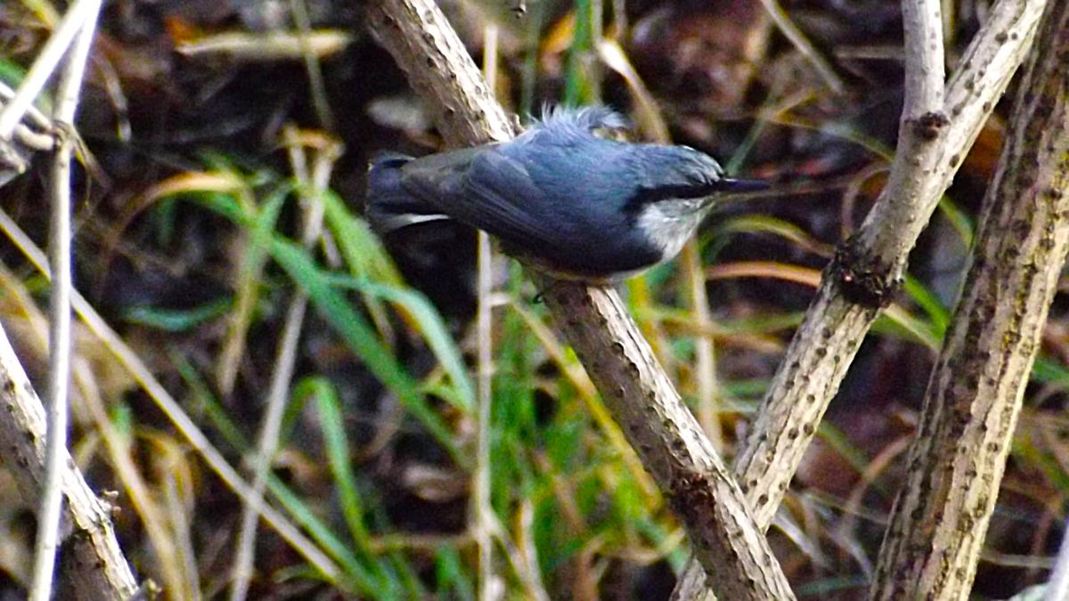 Повзик / фото УНИАН, Екатерина Пулатова