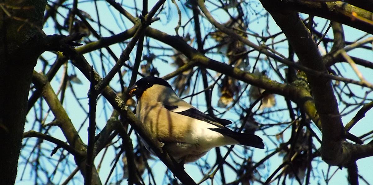 Снегирь / фото УНИАН, Екатерина Пулатова