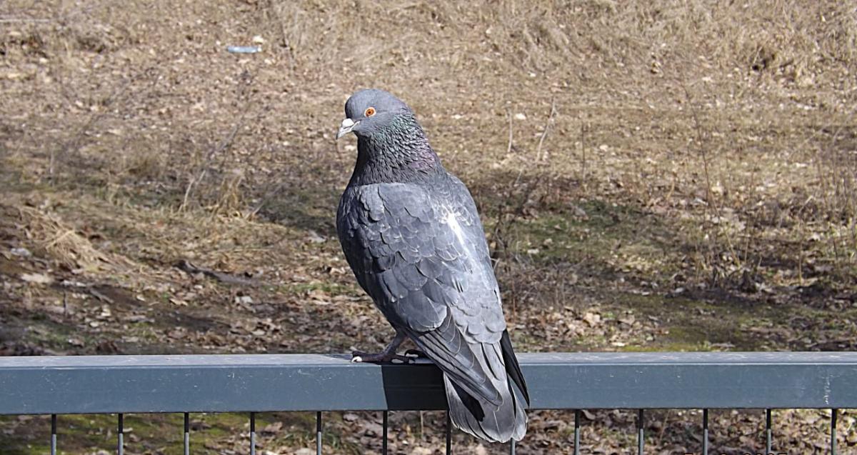 Голуб / фото УНИАН, Екатерина Пулатова