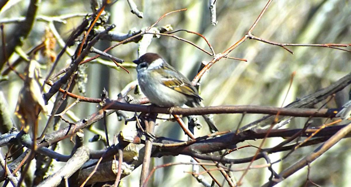 Горобец / фото УНИАН, Екатерина Пулатова