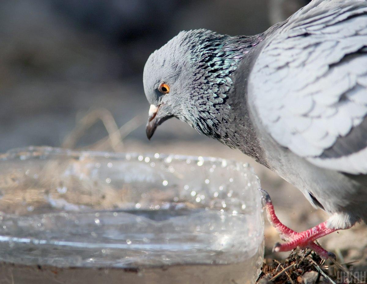 Какой хлеб можно голубям и чем кормить воробьев и других птиц зимой: объяснение орнитолога