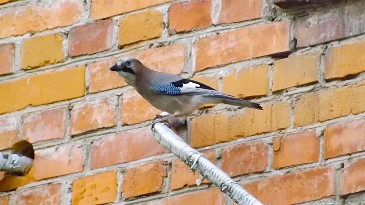 Сойка / фото УНИАН, Екатерина Пулатова