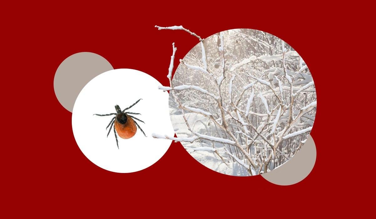 колаж УНІАН