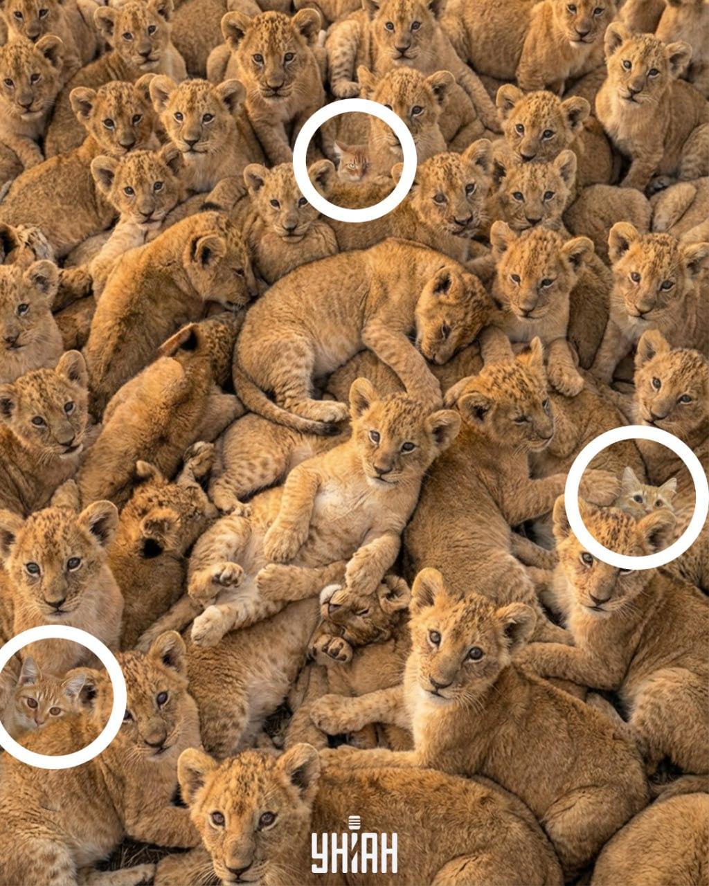 колаж УНІАН