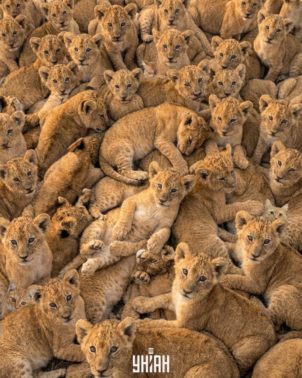 колаж УНІАН