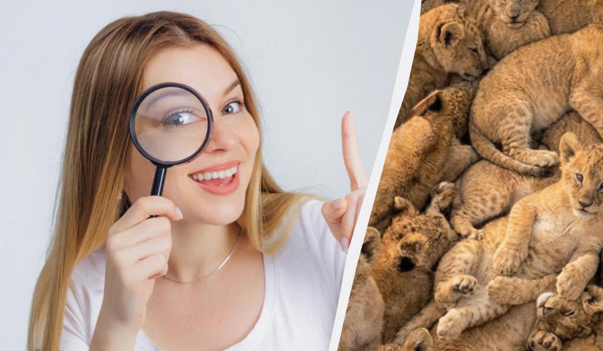 Спробуйте знайти котів серед левенят / колаж УНІАН, фото ua.depositphotos.com