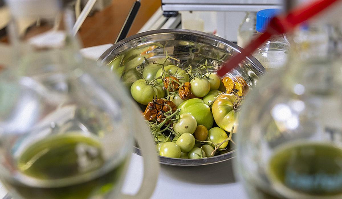 Учені вважають, що зможуть перетворювати біомасу помідорів на енергоємке паливо / фото TU Graz Учені вважають, що зможуть перетворювати біомасу помідорів на енергоємке паливо / фото TU Graz