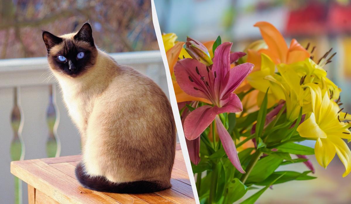 что не так с кошкой что не так с кошкой