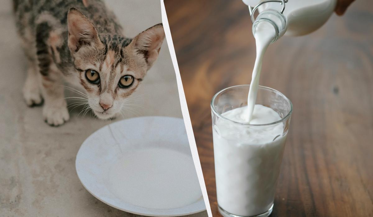 чи можна котом молоко