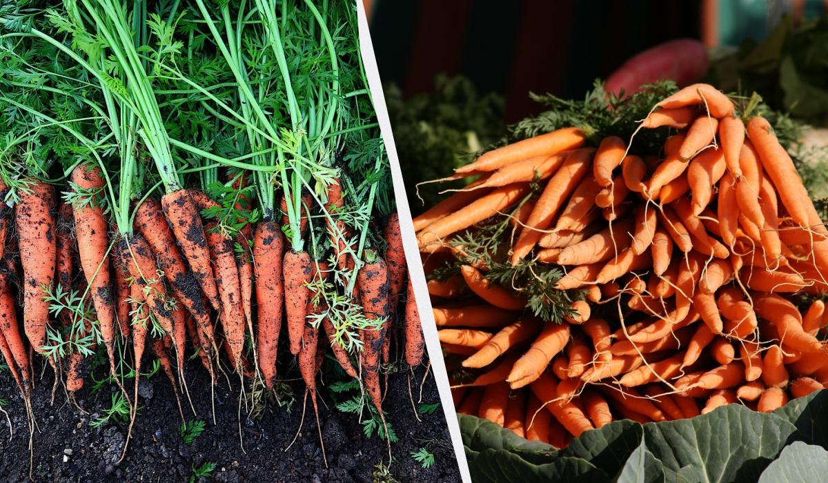 після чого садити моркву