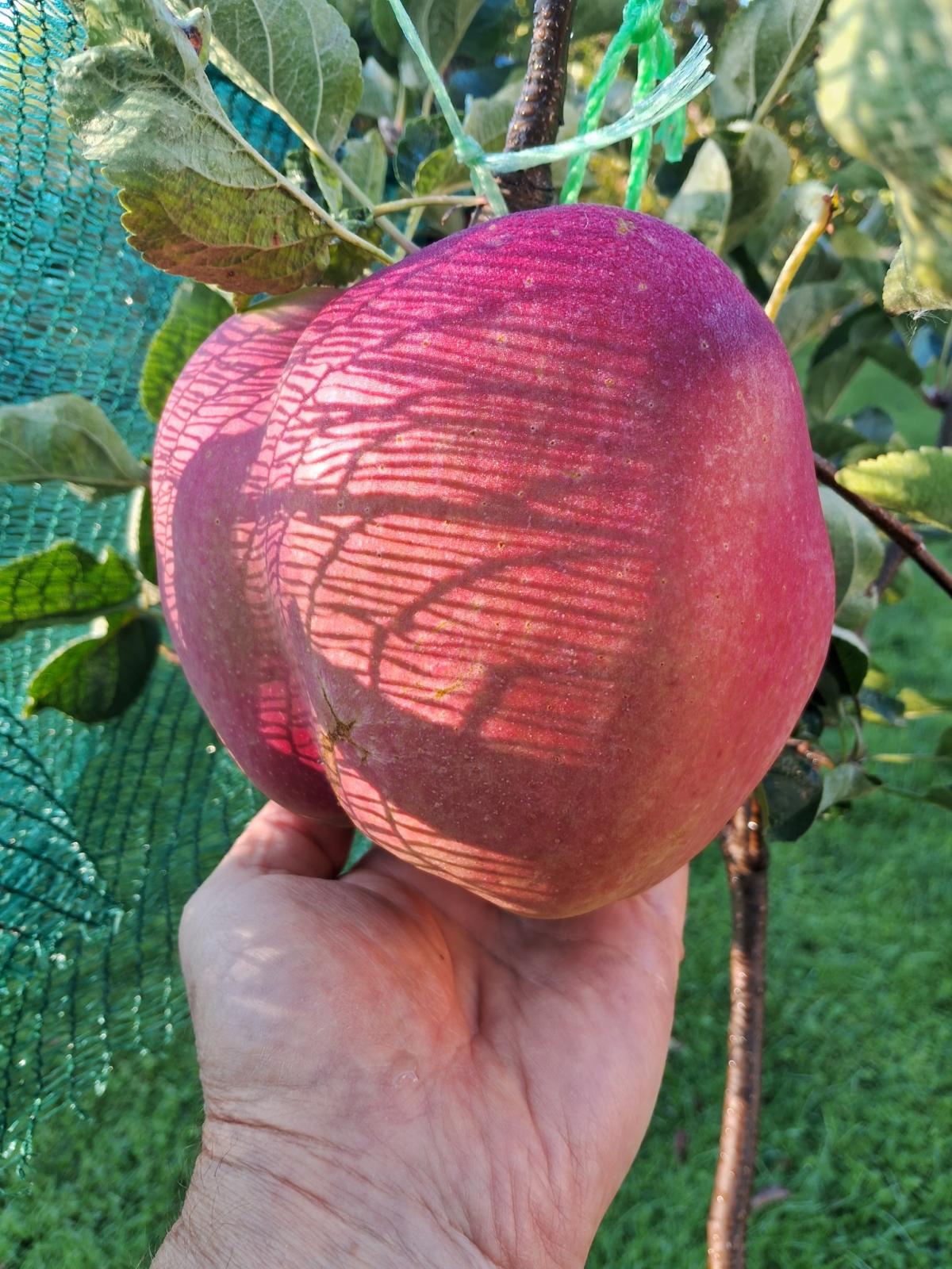 Киянин виростив найбільше в Україні яблуко / колаж УНІАН, фото - сторінка у Facebook Лани Вєтрової