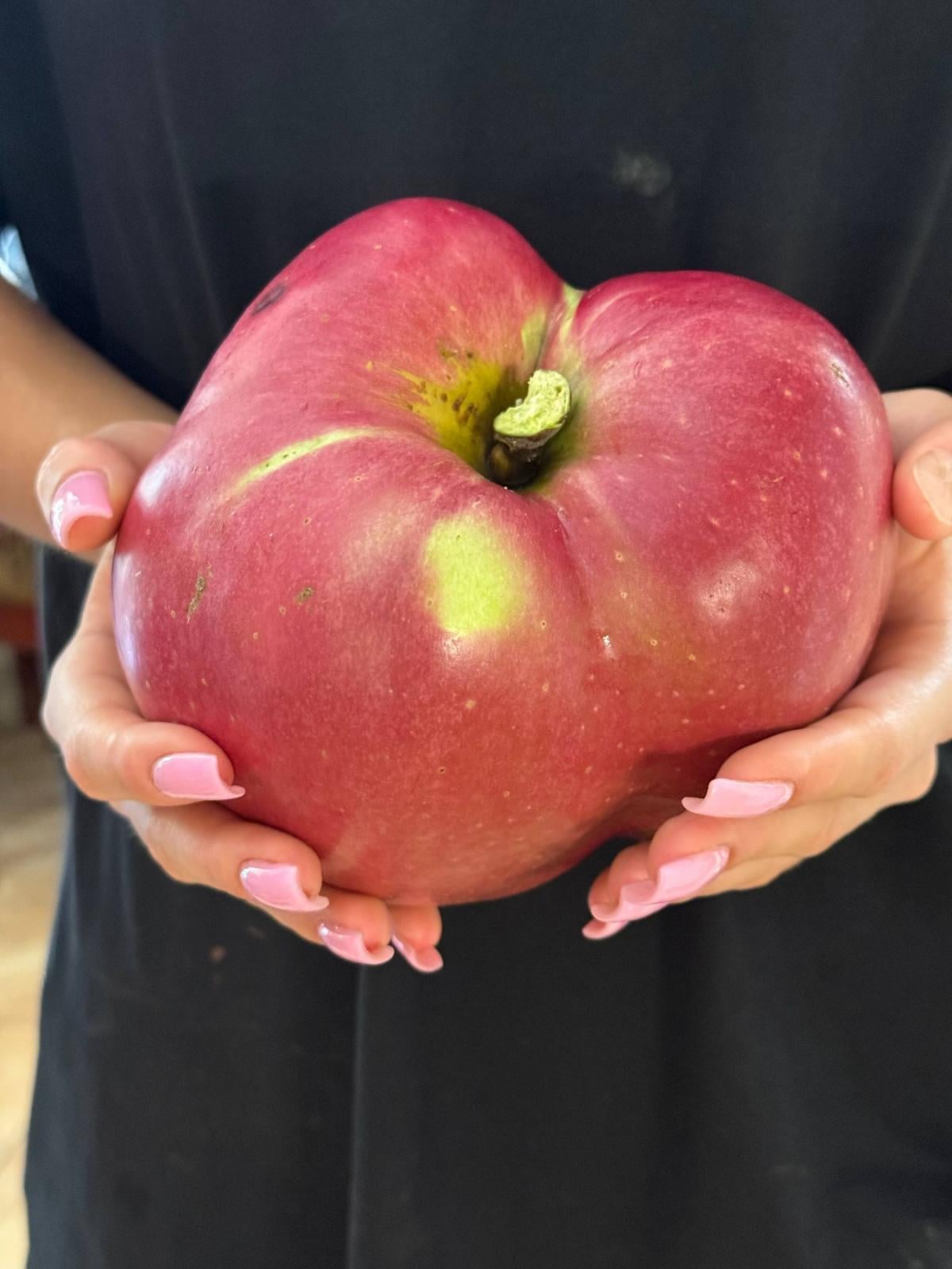 Киянин виростив найбільше в Україні яблуко / колаж УНІАН, фото - сторінка у Facebook Лани Вєтрової