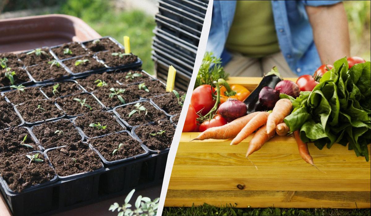 що посіяти в грудні