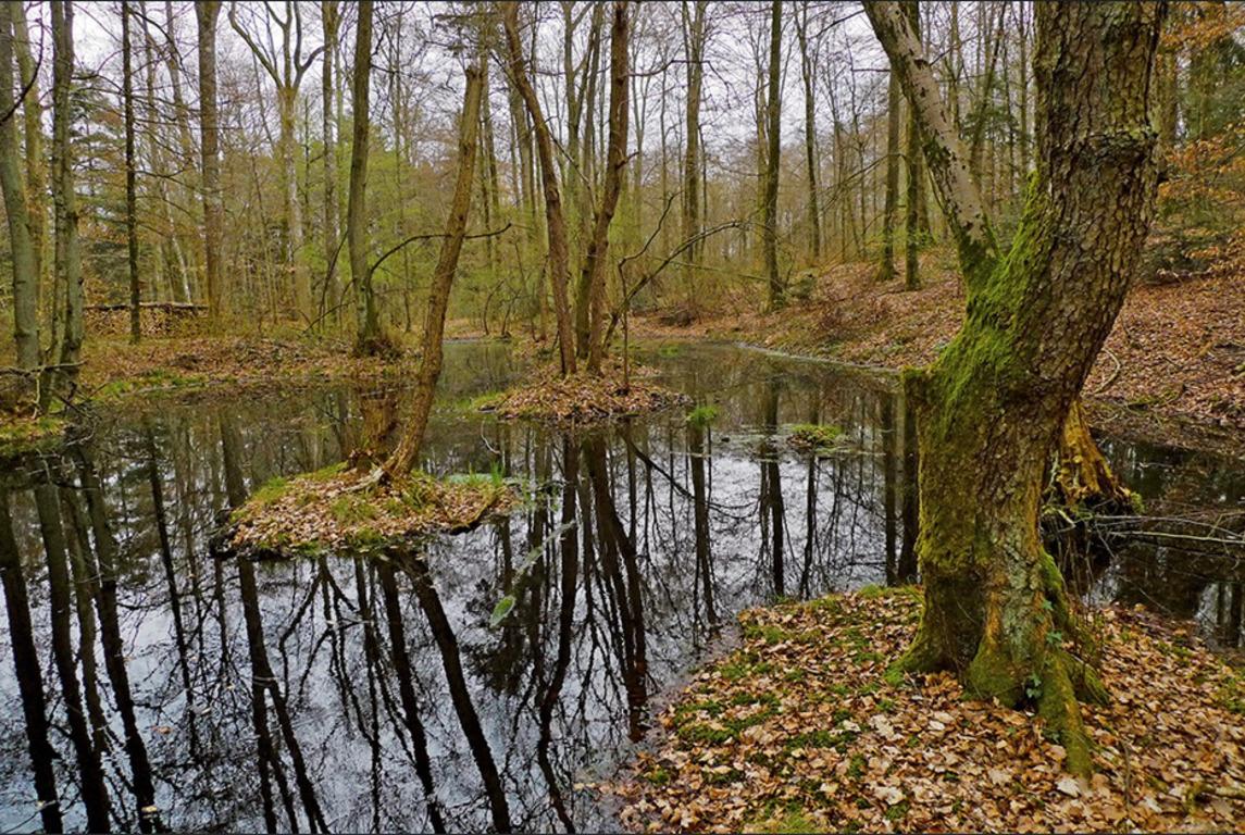 Унікальні монети знайдені в болоті Беренфельс / фото - Archaeology Baselland