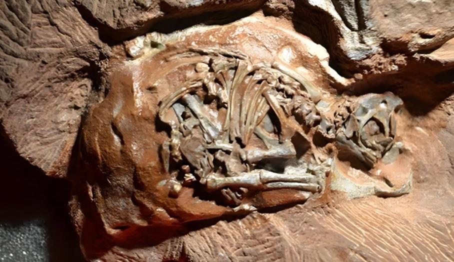 Ученим вдалося зазирнути всередину ембріонів динозаврів: що вони побачили (фото)