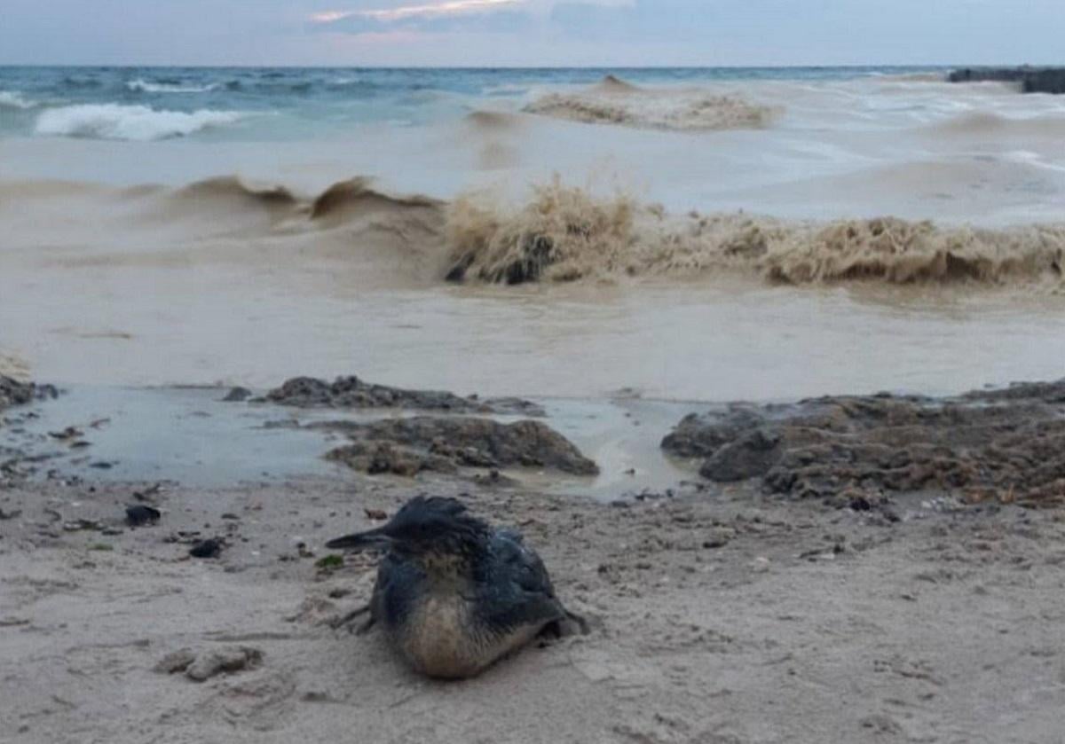 Містян просять приносити постраждалих птахів до зоопарку / фото Одеської облпрокуратури