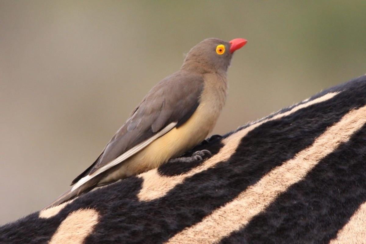 Вигідний союз: ці маленькі птахи їздять на носорогах, а натомість надають корисну послугу