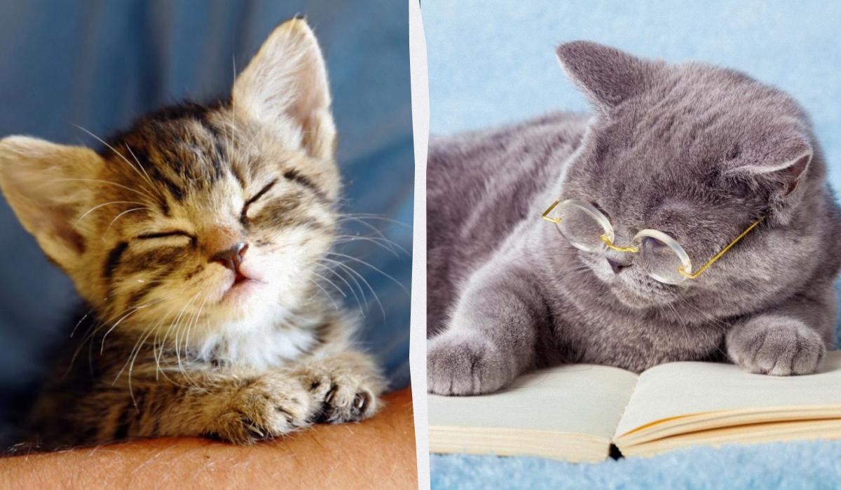 Скільки років вашому коту насправді: дізнайтеся точний вік за людськими мірками