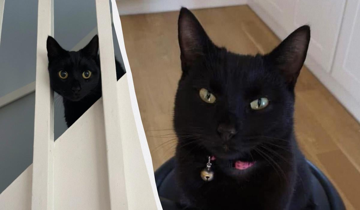 'Різдвяне диво': в Англії кішка повернулася до своїх господарів після 5 років відсутності