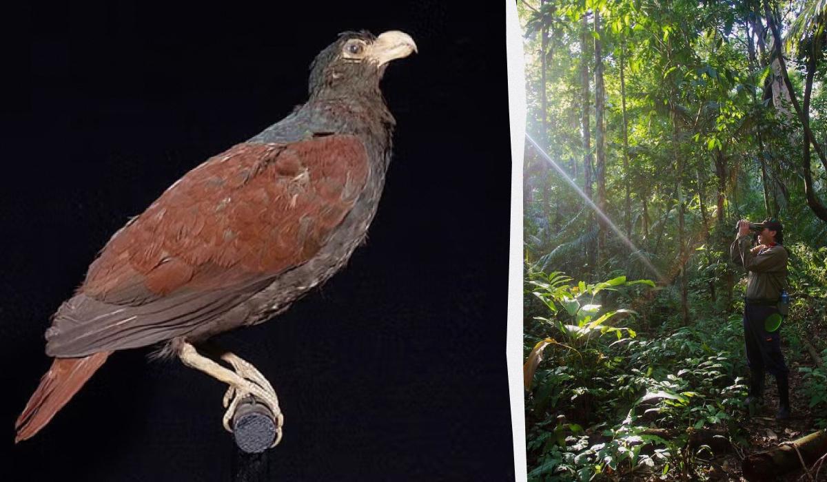 У тропіках знайшли родича вимерлого птаха / Колаж УНІАН, фото Вікіпедія, Reuters