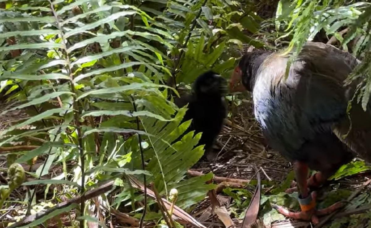 У рідкісних птахів, яких вважали безплідними, з'явилося пташеня: зоологи назвали це дивом