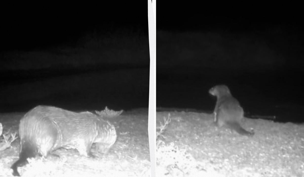 Попал в фотоловушку: в Одесской области зафиксировали редкого зверя (видео)