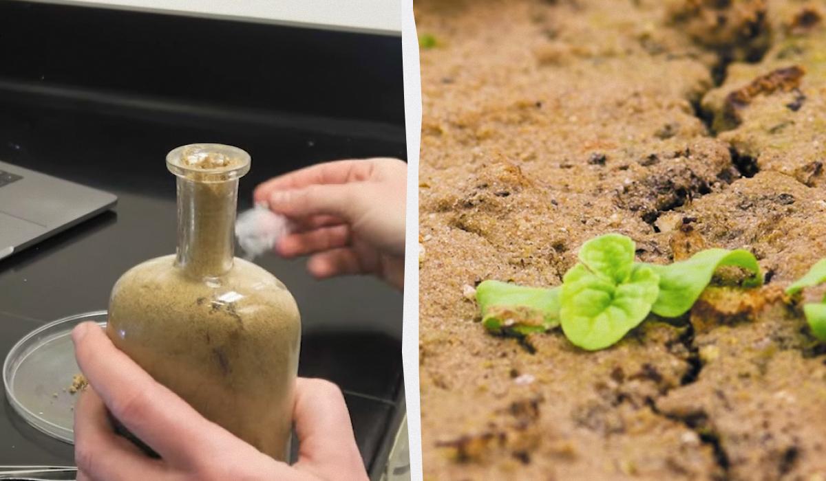 'Воскресіння' через 142 роки: вчені досі намагаються проростити насіння з 1879 року