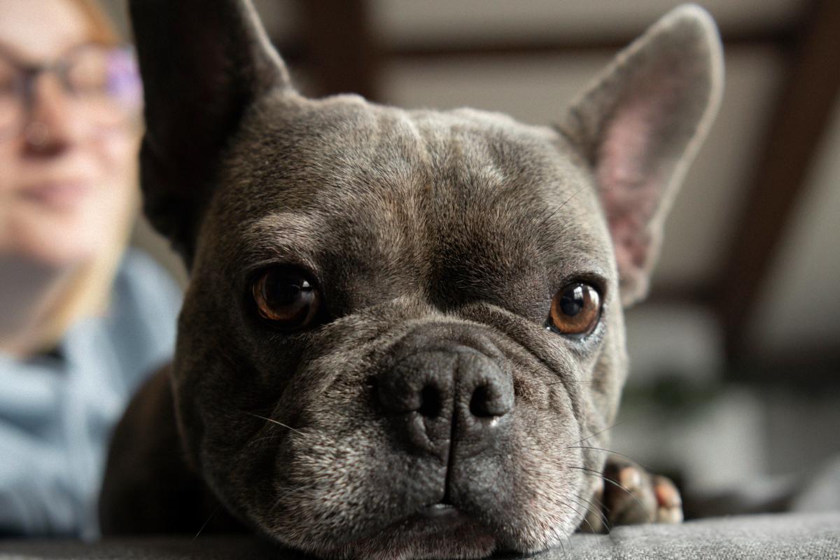 Яку породу собак вибрати для літньої людини