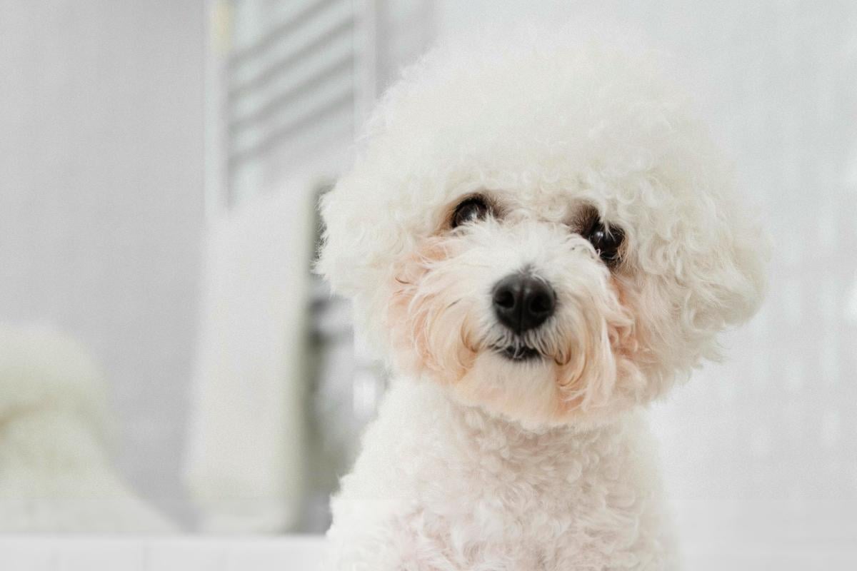  Яку собаку подарувати бабусі