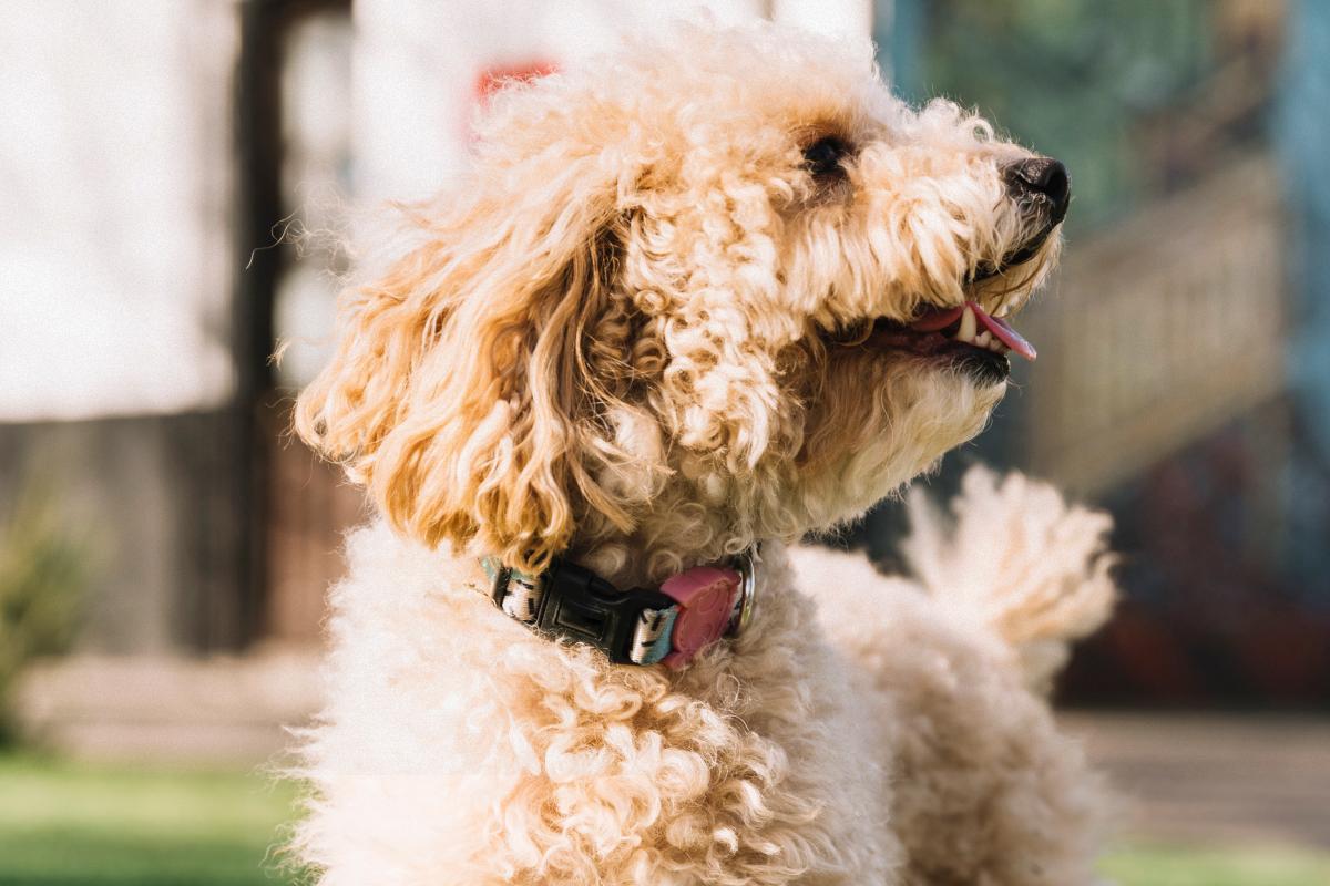 Собаки для малорухомих людей