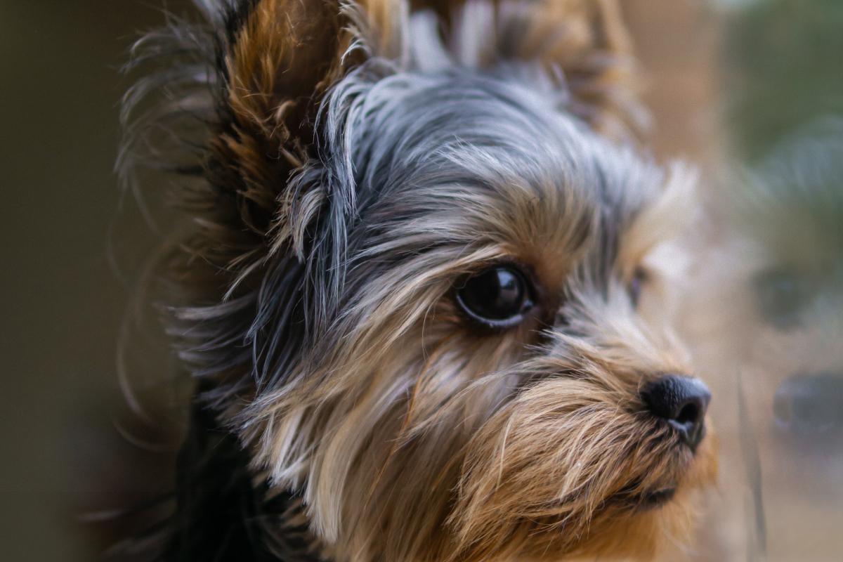 Невеликий собака для пенсіонера