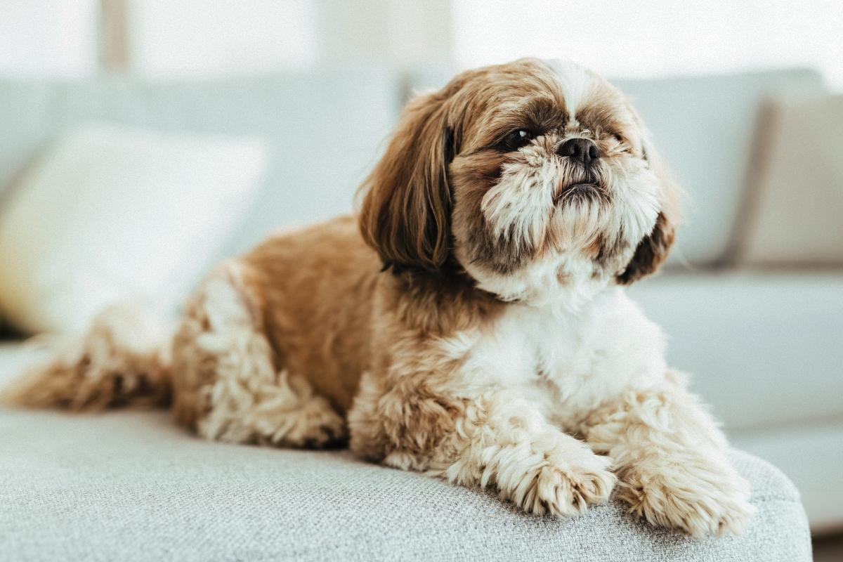 Яку породу собак вибрати для літньої людини