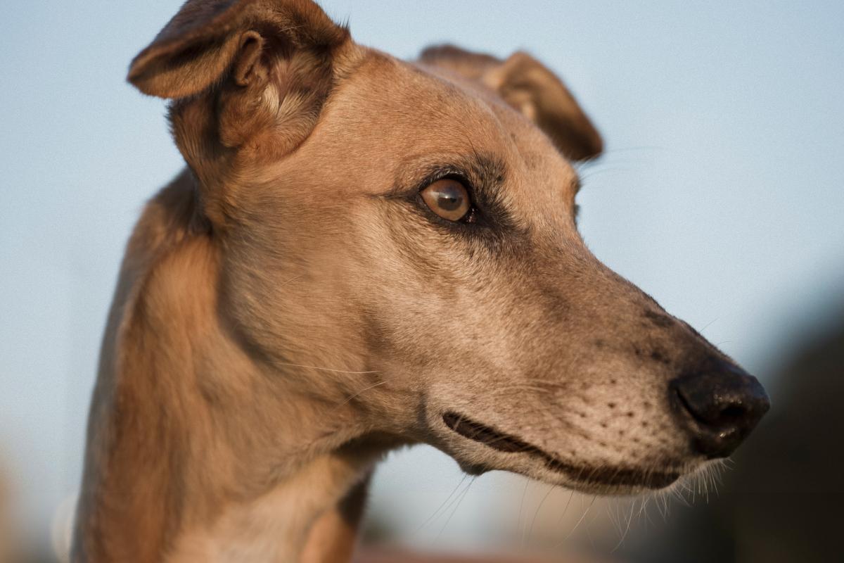 Яка порода собак найбільш безпроблемна