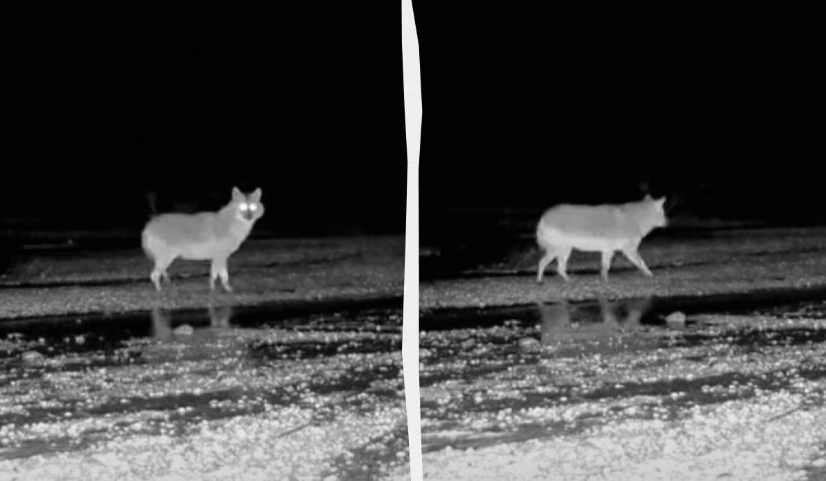 Поведінка схожа на вовчу: на Одещині зафіксували неочікуваного нічного звіра (відео)