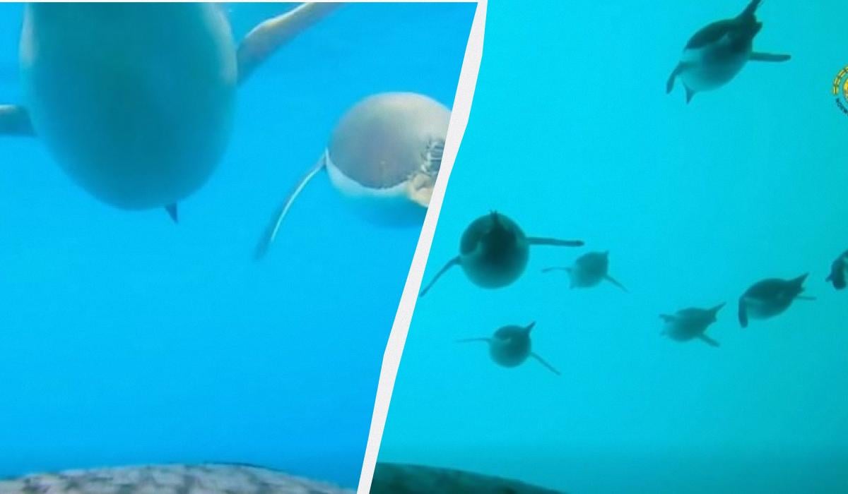 Полярники показали реальне підводне життя пінгвінів (відео)