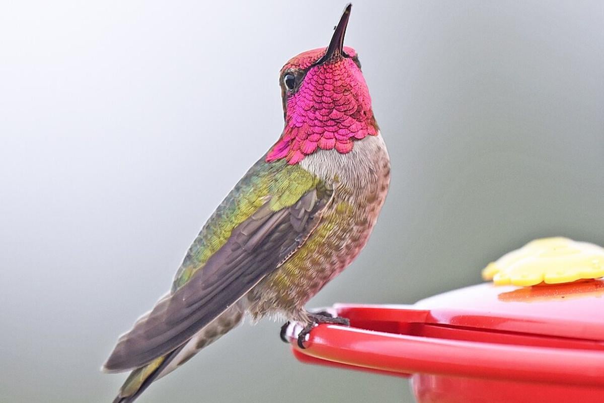 Дикие птицы быстро мутируют и колонизируют человеческие города, - ученые