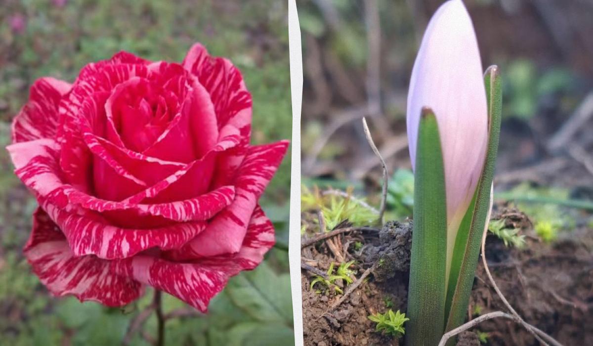 Аномальный декабрь в Бессарабии: на юге Украины перед Новым годом распустились цветы Аномальный декабрь в Бессарабии: на юге Украины перед Новым годом распустились цветы