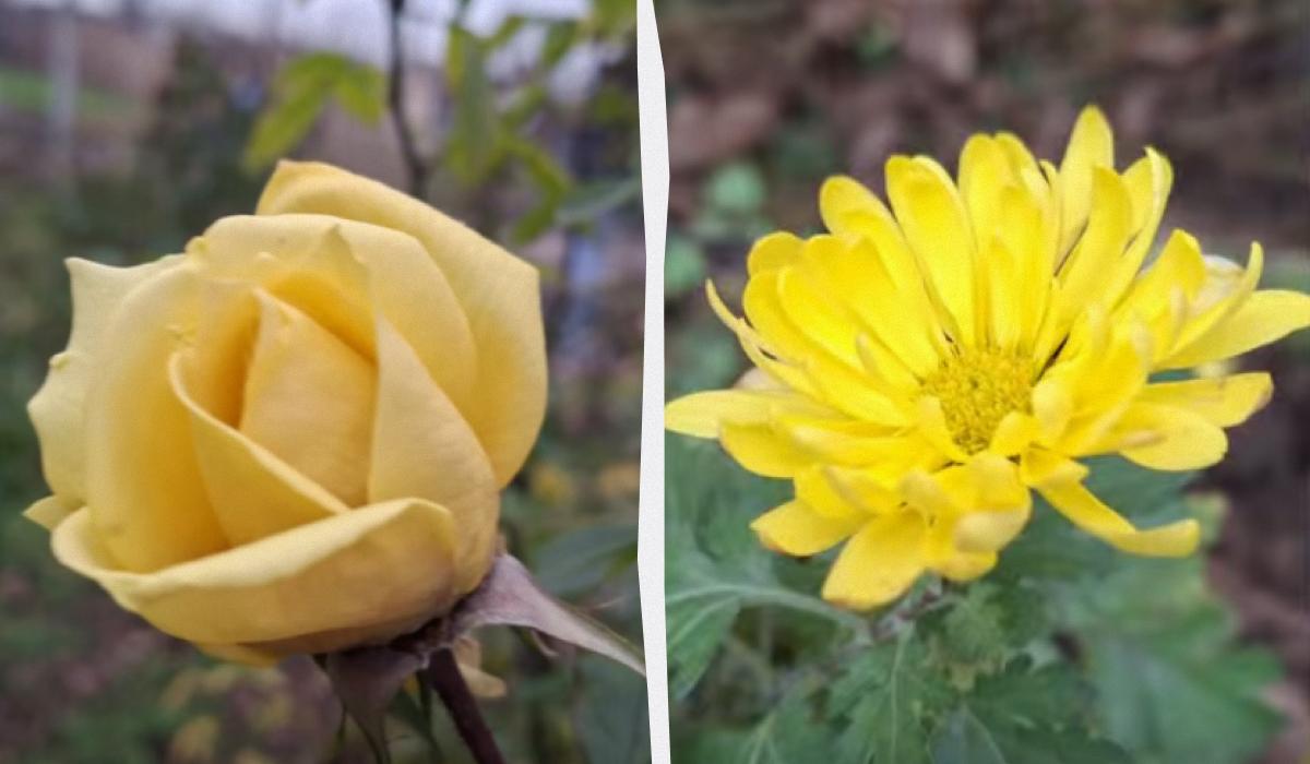 Аномальный декабрь в Бессарабии: на юге Украины перед Новым годом распустились цветы Аномальный декабрь в Бессарабии: на юге Украины перед Новым годом распустились цветы