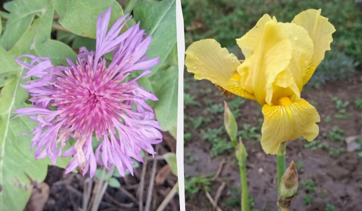 Аномальный декабрь в Бессарабии: на юге Украины перед Новым годом распустились цветы Аномальный декабрь в Бессарабии: на юге Украины перед Новым годом распустились цветы