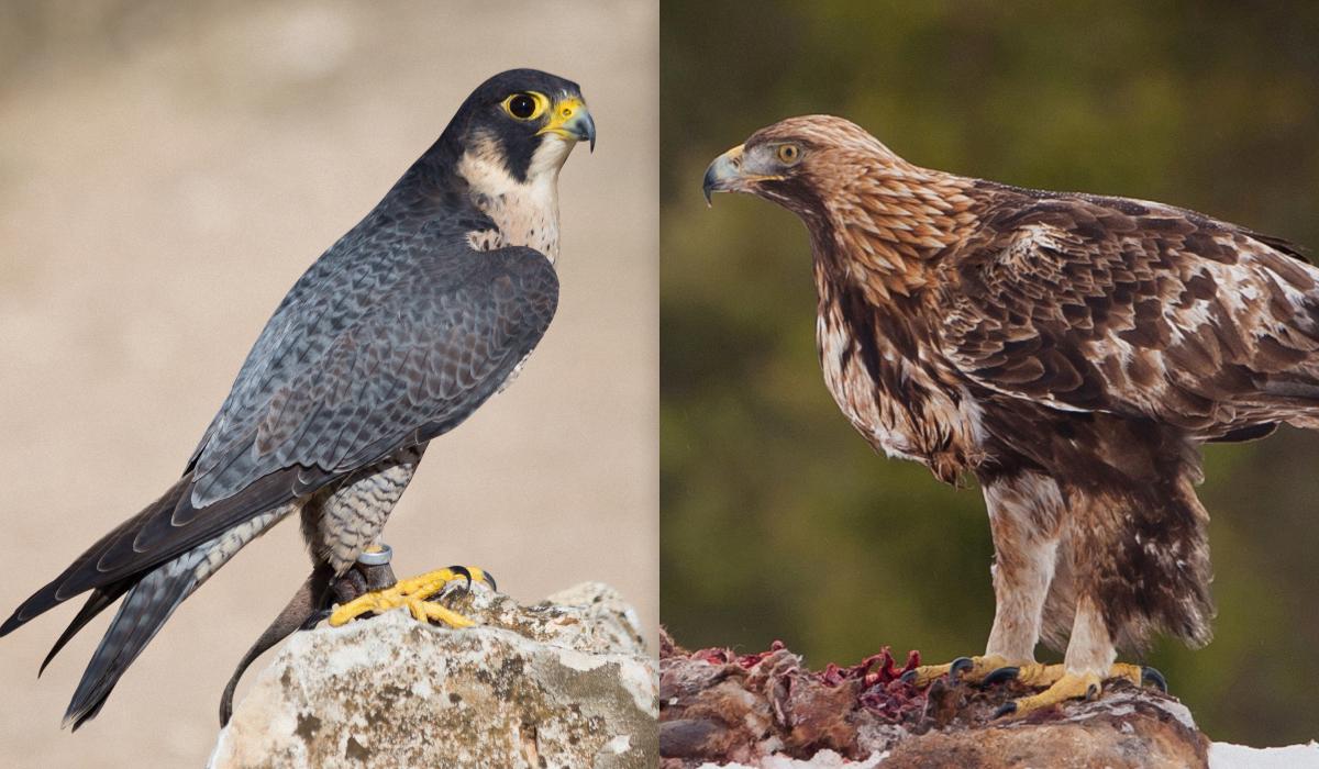 Свыше 300 км/ч в воздухе: какие птицы самые быстрые в мире