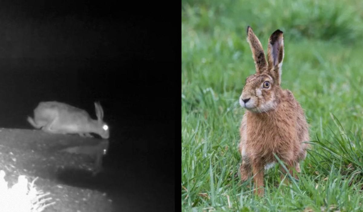 Зайця зафіксували під час пиття солоної води з лиману / скірншот, фото synevyr-park.in.ua