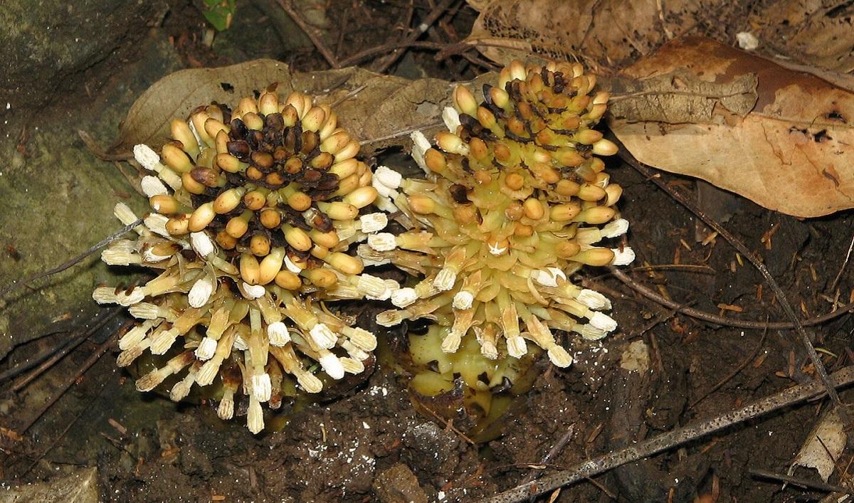 Паразит, схожий на гриб: учені розповіли про одну з найбільш незвичайних рослин у світі