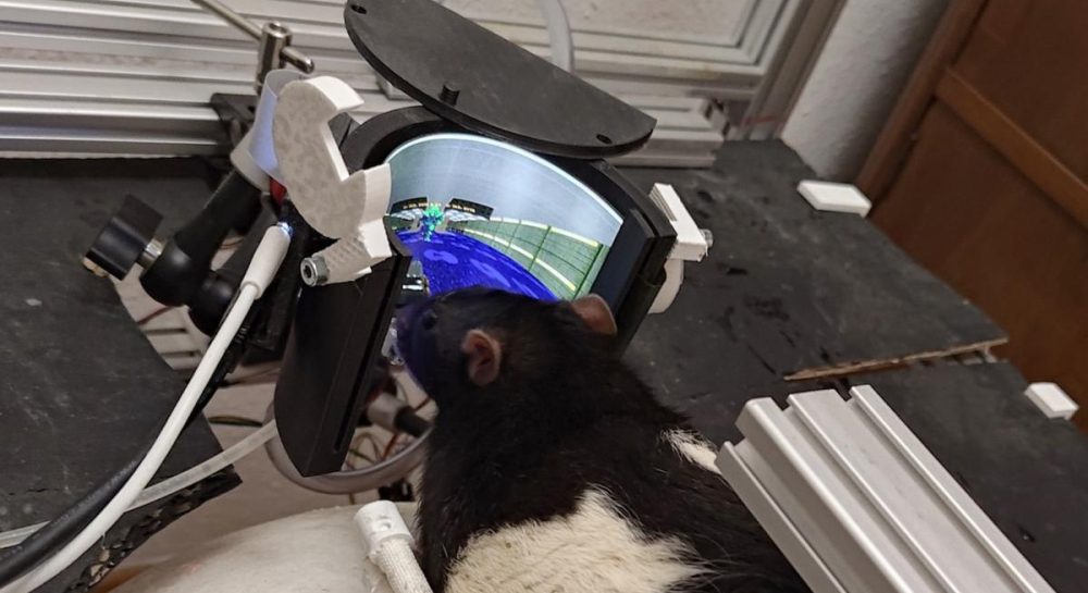 Учені вчать щурів грати в DOOM: вони вже навчилися стріляти