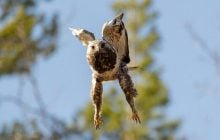 Настоящий зимостойкий ястреб: биолог рассказал о необычной птице, любящей холод